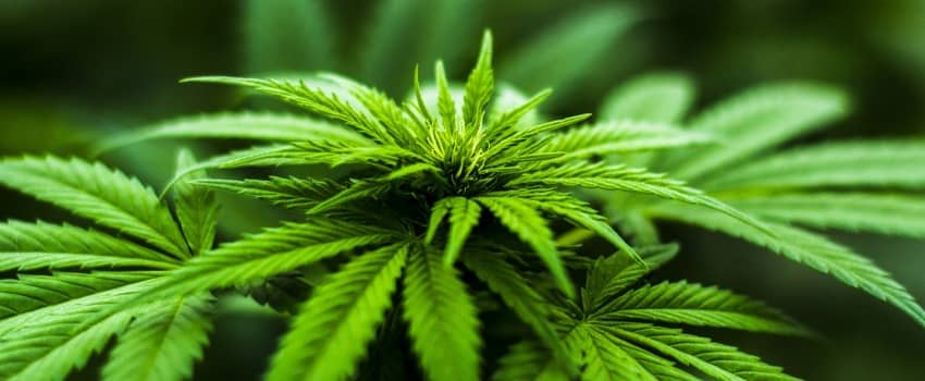 Marijuana Laws in Georgia 2022