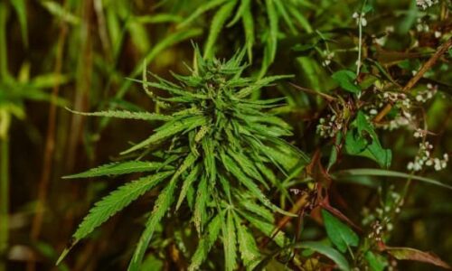 Marijuana Charges in Georgia