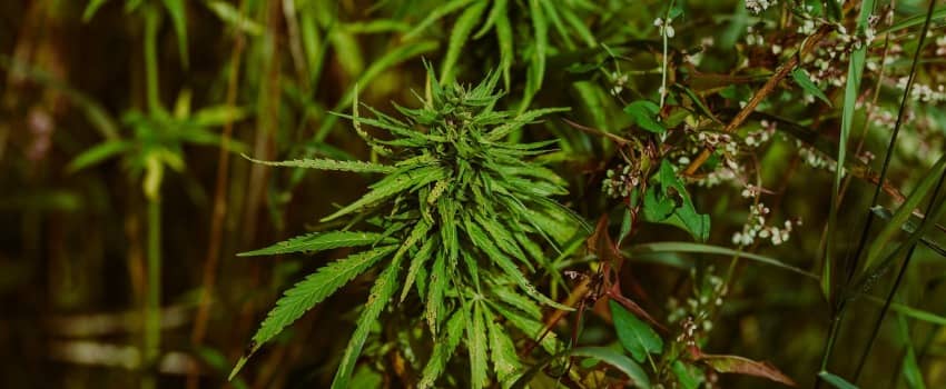 Marijuana Charges in Georgia
